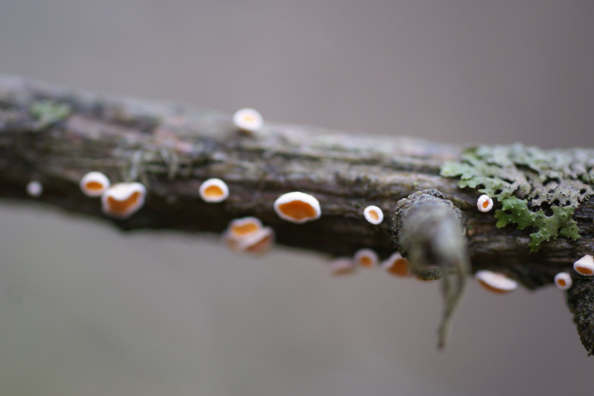 Lerkiáta, gróhirslur.jpg